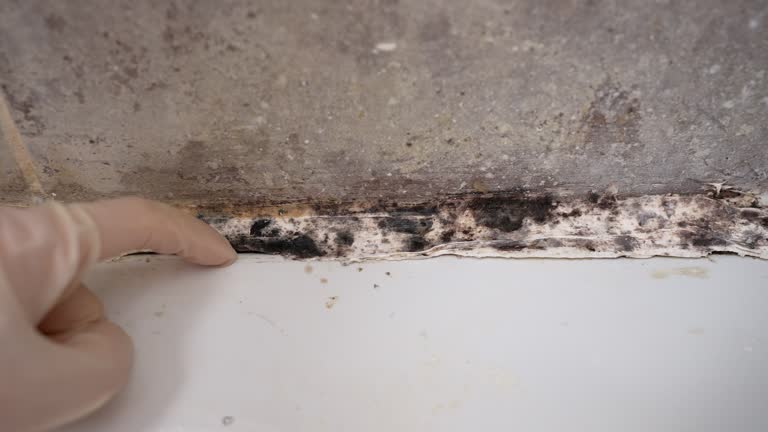 Best Commercial Mold Inspection  in Moline, IL